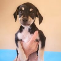 Adopt me through Cortez Rescue and Outreach