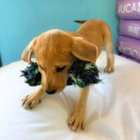 Adopt me through Cortez Rescue and Outreach