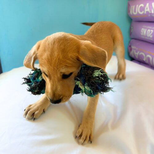 Adopt me through Cortez Rescue and Outreach