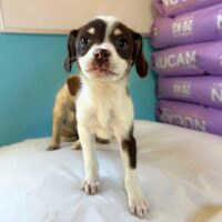 Adopt me through Cortez Rescue and Outreach