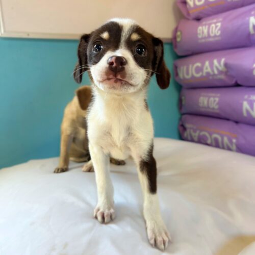 Adopt me through Cortez Rescue and Outreach