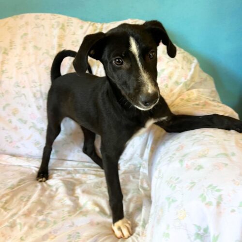 Adopt me through Cortez Rescue and Outreach