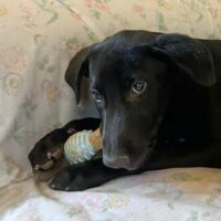 Adopt me through Cortez Rescue and Outreach