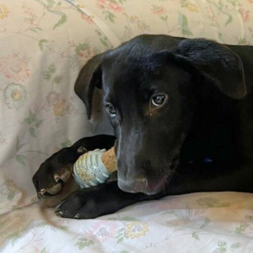 Adopt me through Cortez Rescue and Outreach