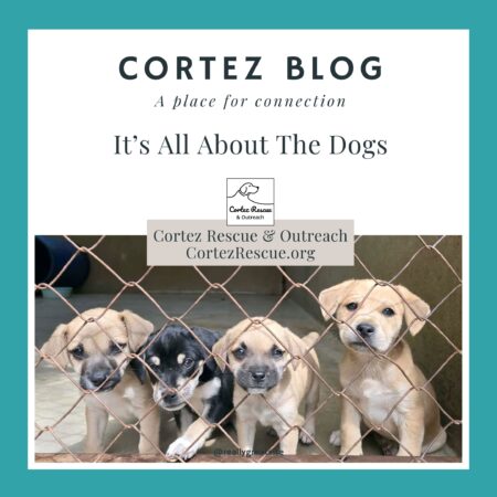 Cortez Blog-Cover Img